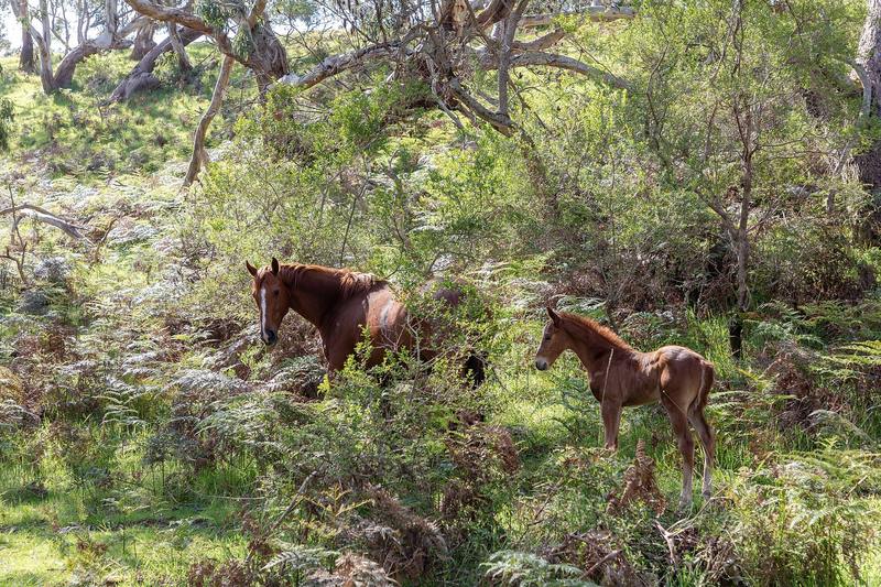 Horses grazing in a paddock beside a quiet country road