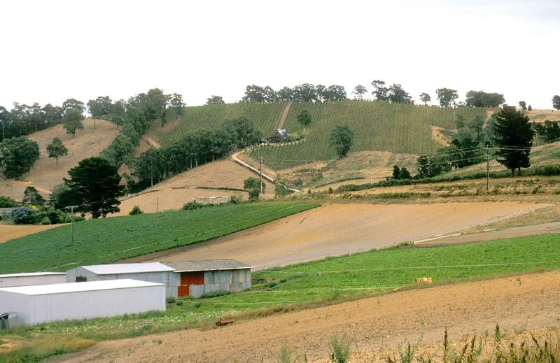 Vineyards and mixed farmland quilting a wide hill valley