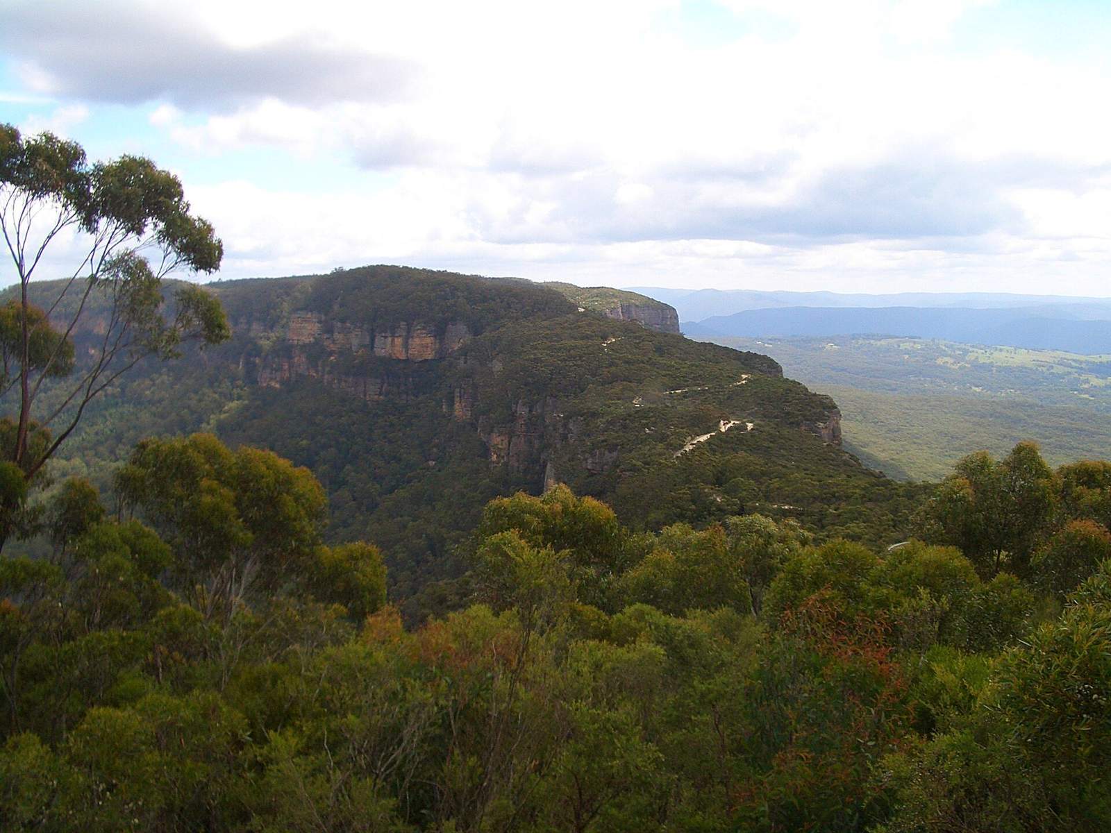 A eucalypt leaning over a valley of ridgelines washed in blue haze