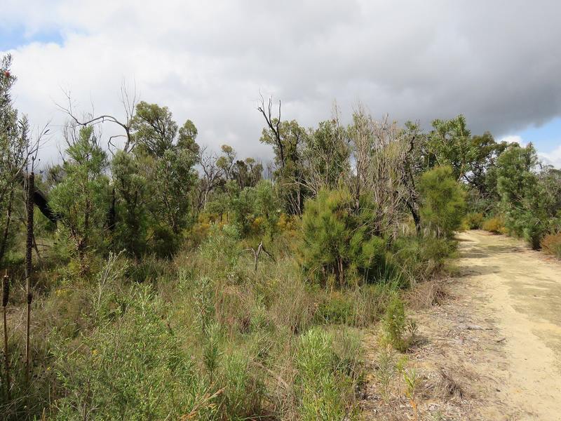 A sandy walking trail winding through low banksia scrub