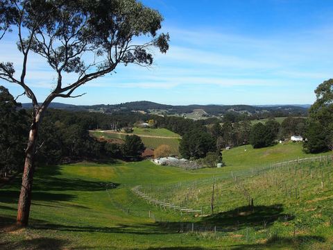 A green valley opening between wooded hills, with a single gum in front