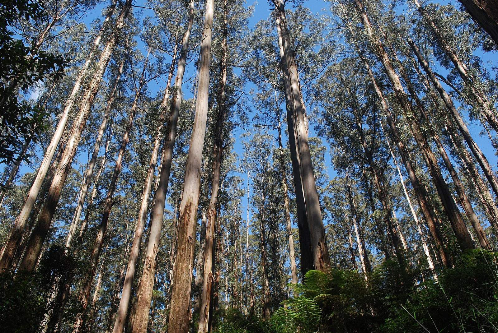 Looking up the trunks of tall eucalypts into the canopy