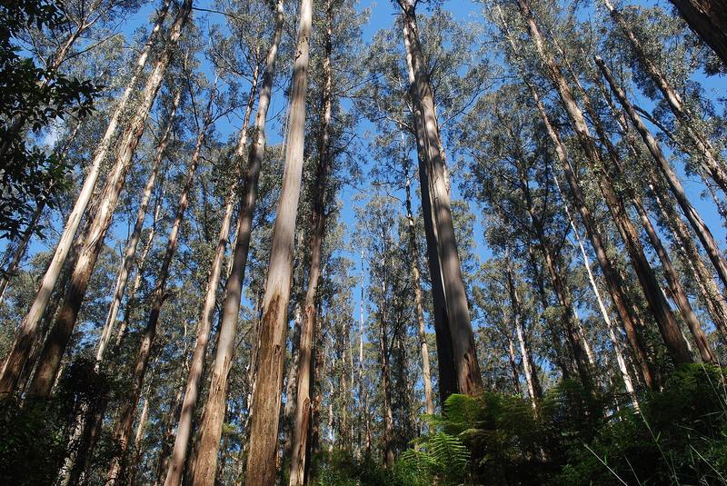 Looking up the trunks of tall eucalypts into the canopy