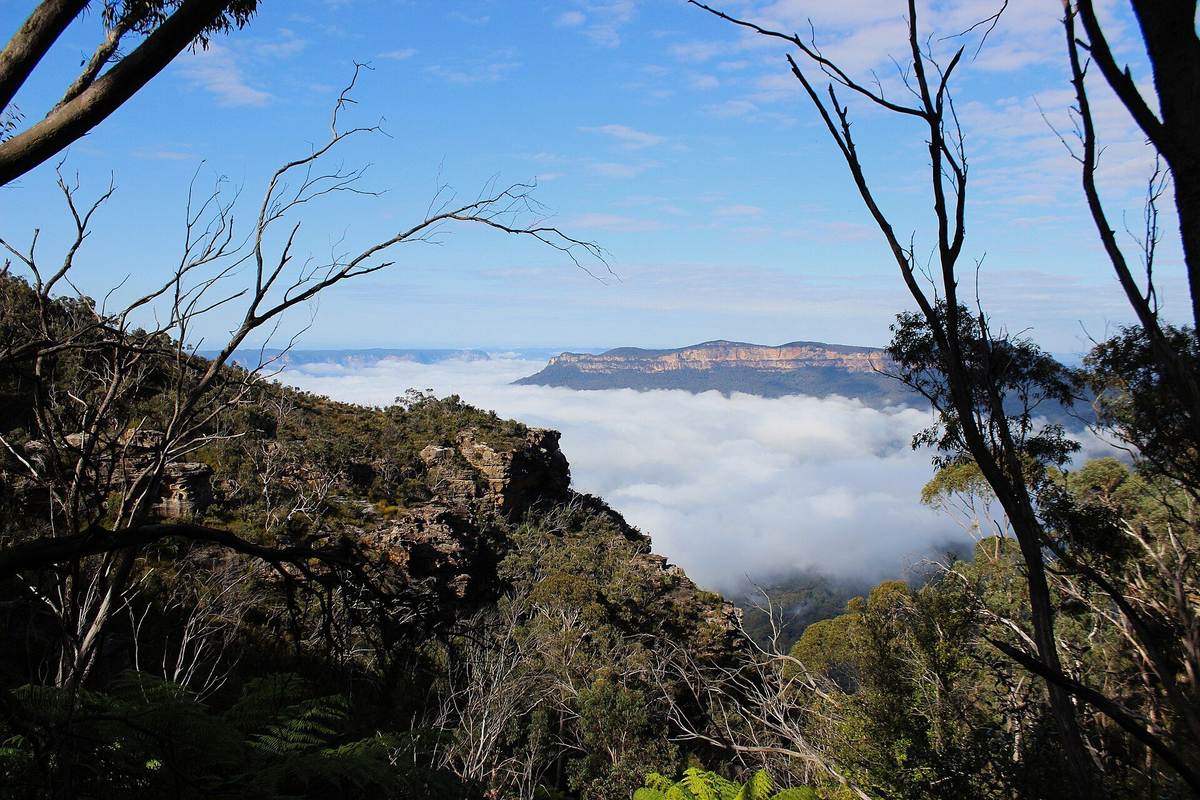 A eucalypt silhouetted above a valley filling with low cloud