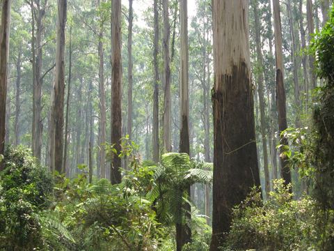 Straight, pale trunks of tall forest reaching out of frame