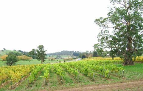 Vine rows running between scattered gum trees on a hill slope
