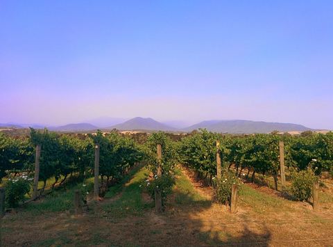 Vineyard rows stretching toward low hills under a violet dusk sky